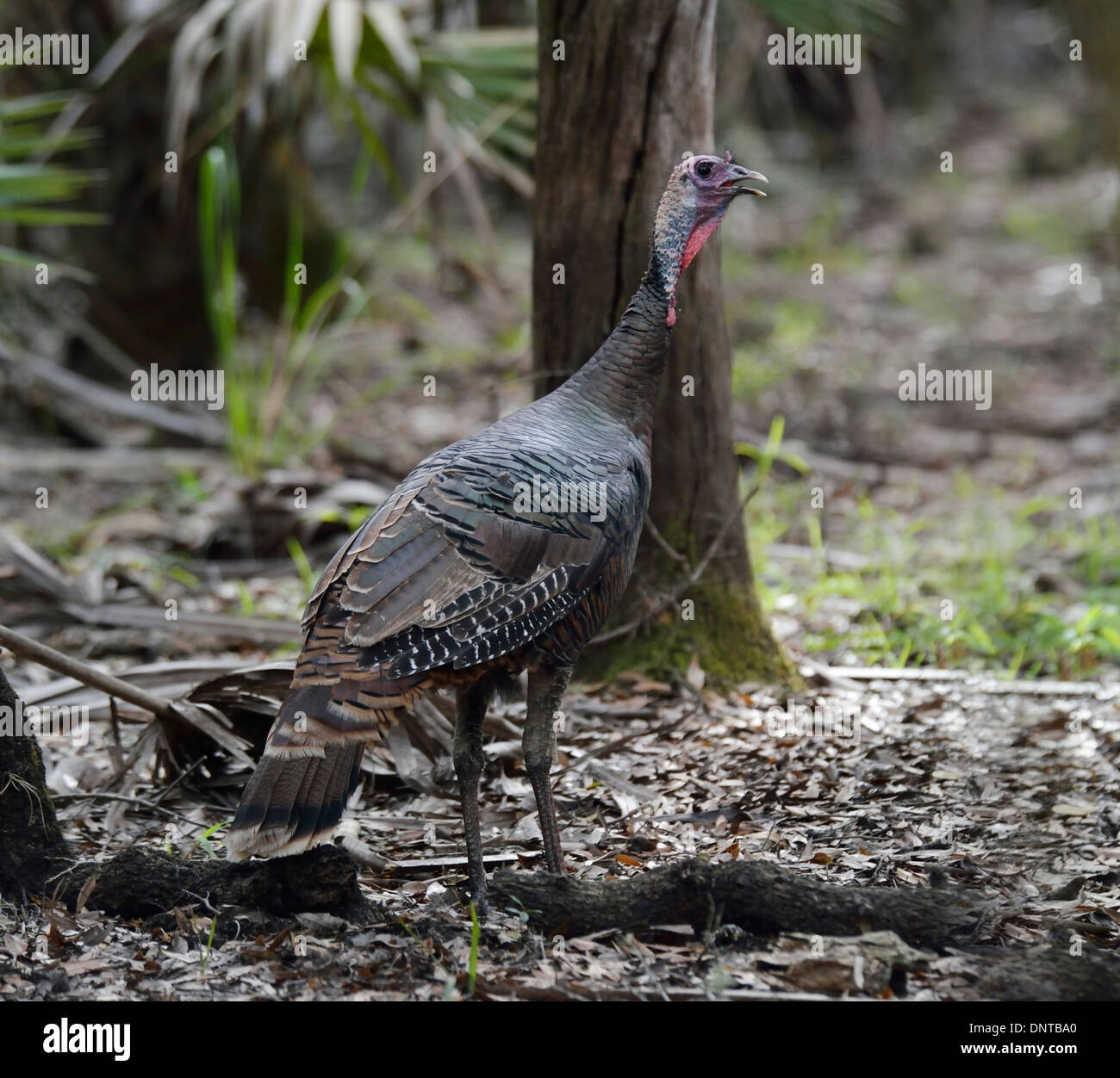 Wilder Truthahn Henne In Florida Wäldern Stockfoto