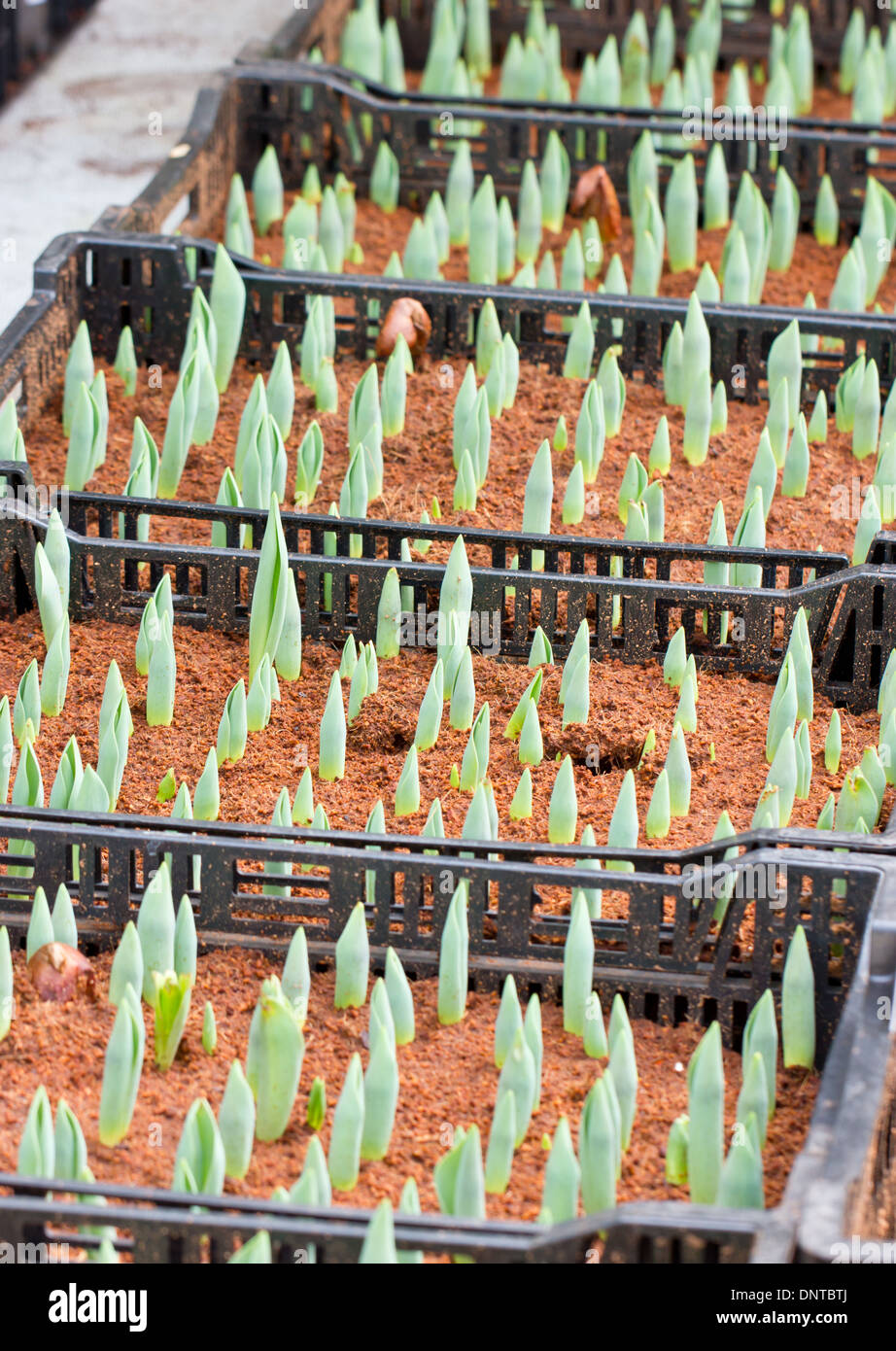 Junge grüne Knospe Tulpe. Stockfoto