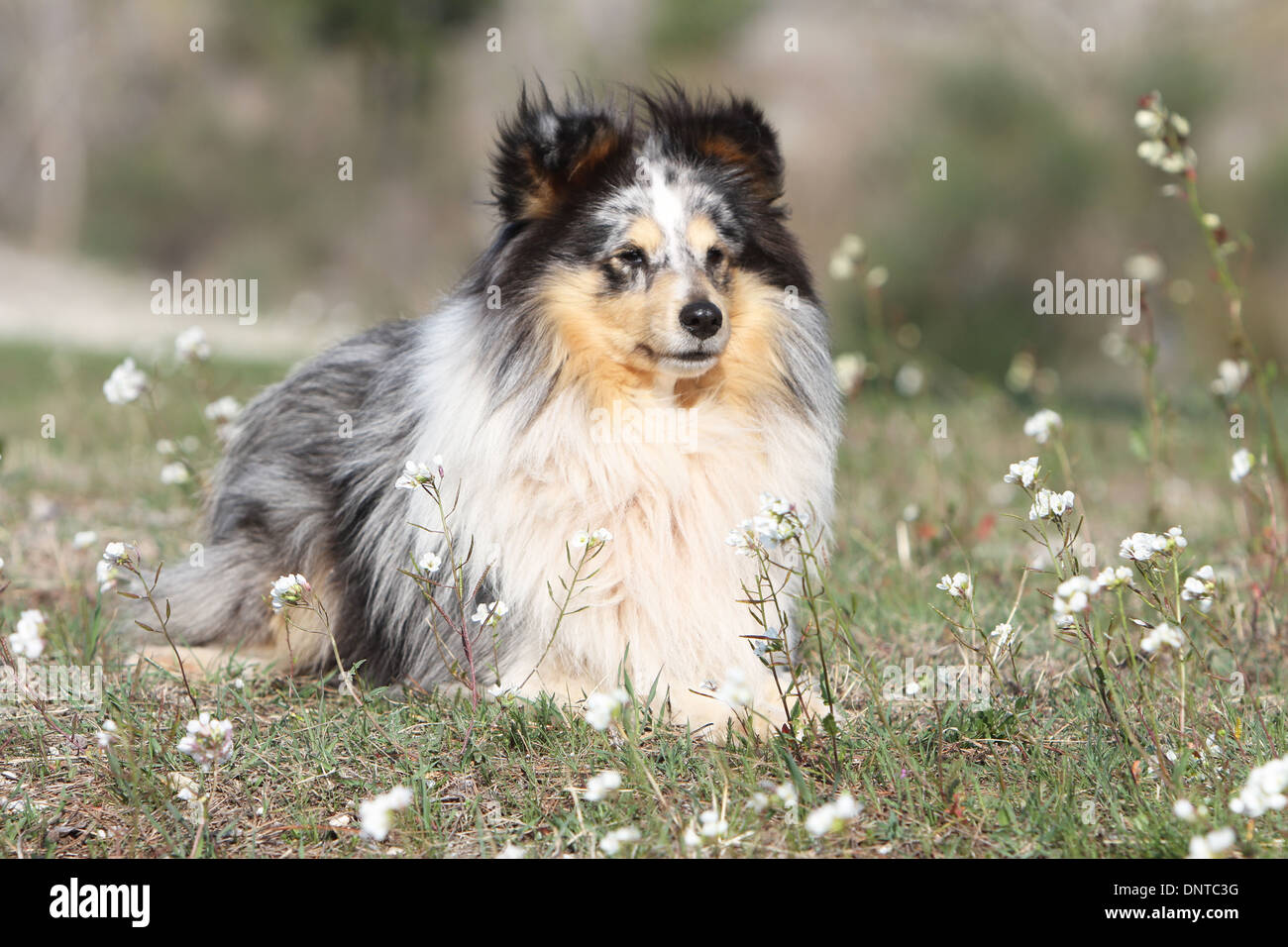 Shetland Sheepdog Hund / Sheltie / Erwachsene in einer Wiese liegen Stockfoto