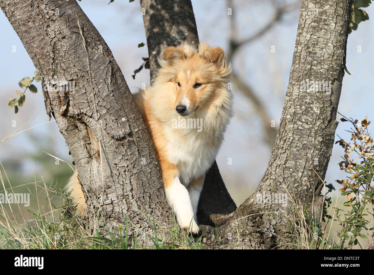 Shetland Sheepdog Hund / Sheltie / Erwachsenen stehen hinter einem Baum Stockfoto