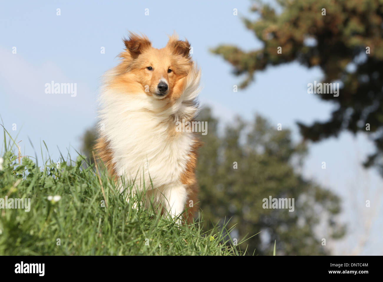 Shetland Sheepdog Hund / Sheltie / Erwachsene sitzen auf einer Wiese Stockfoto