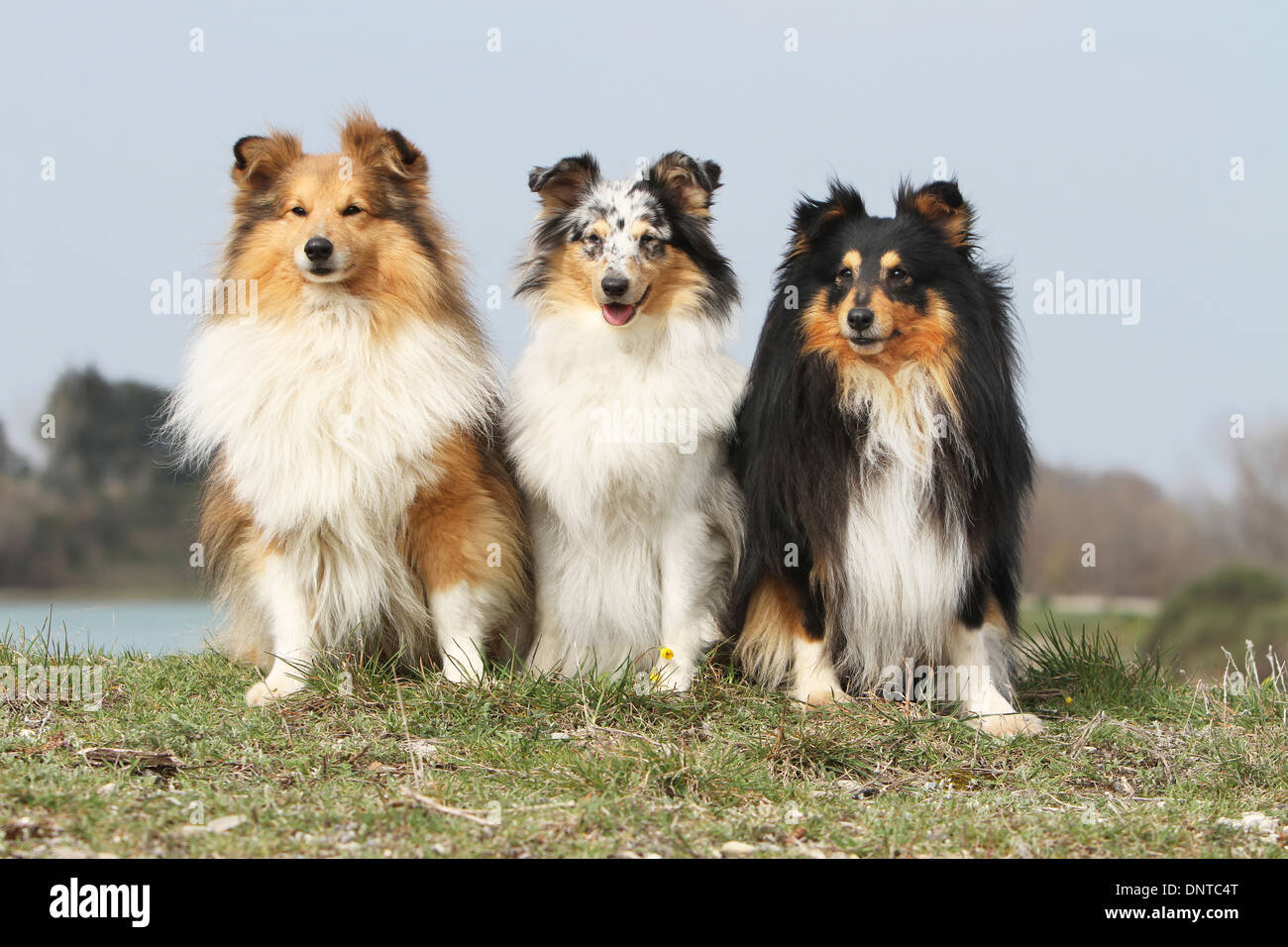 Shetland Sheepdog Hund / Sheltie / drei Erwachsene (verschiedene Farben) sitzen auf einer Wiese Stockfoto