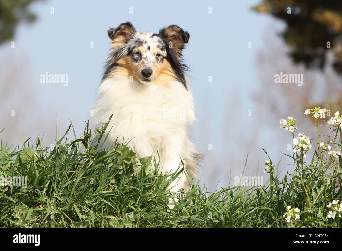 Shetland Sheepdog Hund / Sheltie / Erwachsene sitzen auf einer Wiese Stockfoto