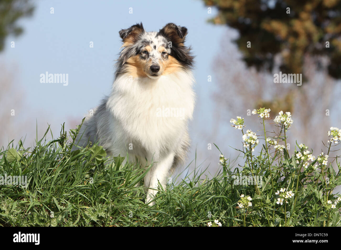 Shetland Sheepdog Hund / Sheltie / Erwachsene sitzen auf einer Wiese Stockfoto