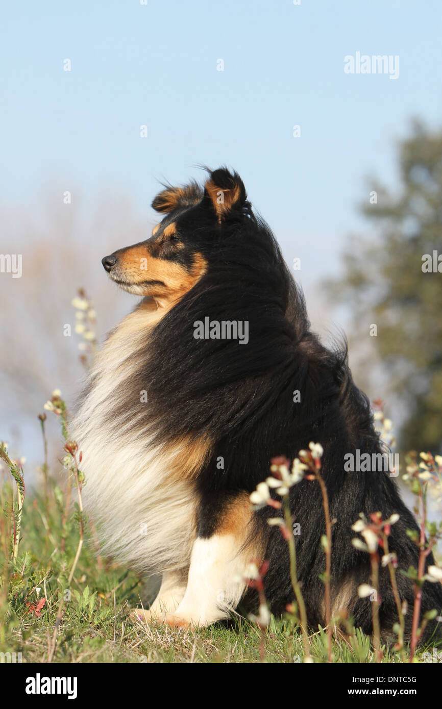 Shetland Sheepdog Hund / Sheltie / Erwachsene sitzen auf einer Wiese Stockfoto