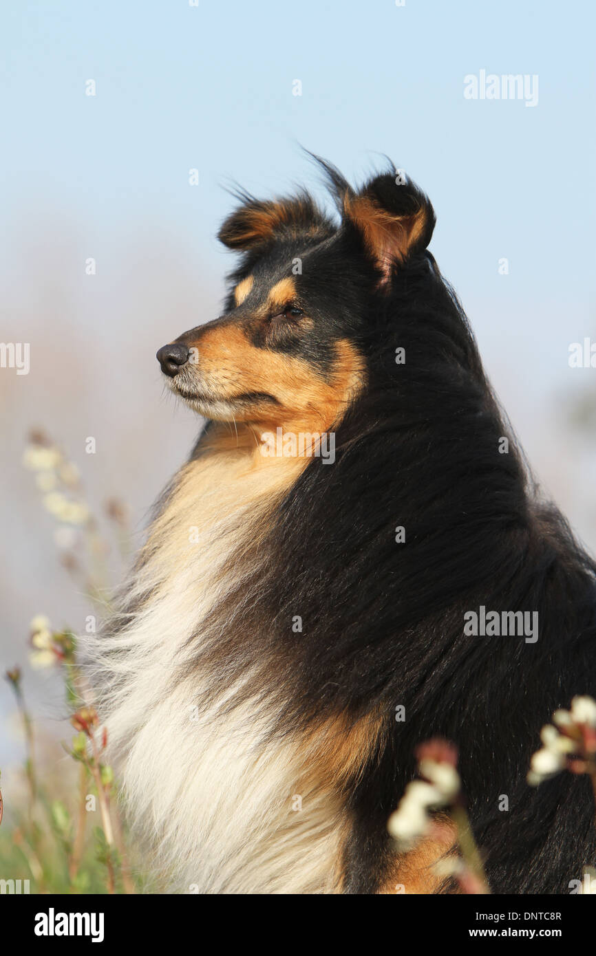 Shetland Sheepdog Hund / Sheltie / Erwachsene Porträt Profil Stockfoto