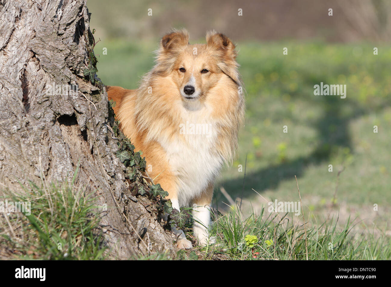 Shetland Sheepdog Hund / Sheltie / Erwachsenen stehen hinter einem Baum Stockfoto