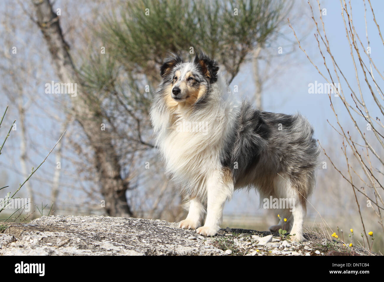 Shetland Sheepdog Hund / Sheltie / Erwachsenen auf einem Felsen steht Stockfoto