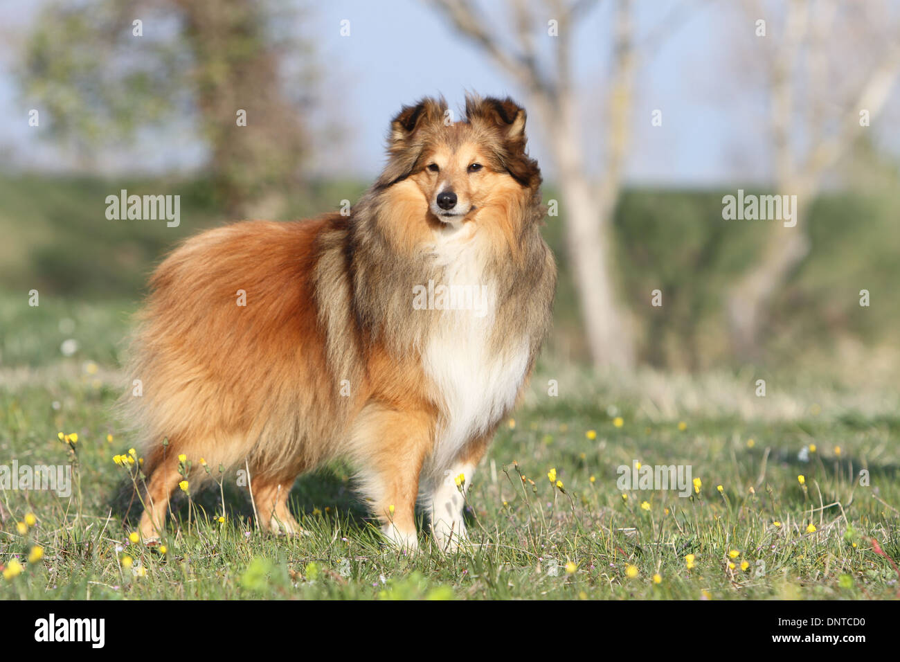 Shetland Sheepdog Hund / Sheltie / Erwachsenen stehen auf einer Wiese Stockfoto