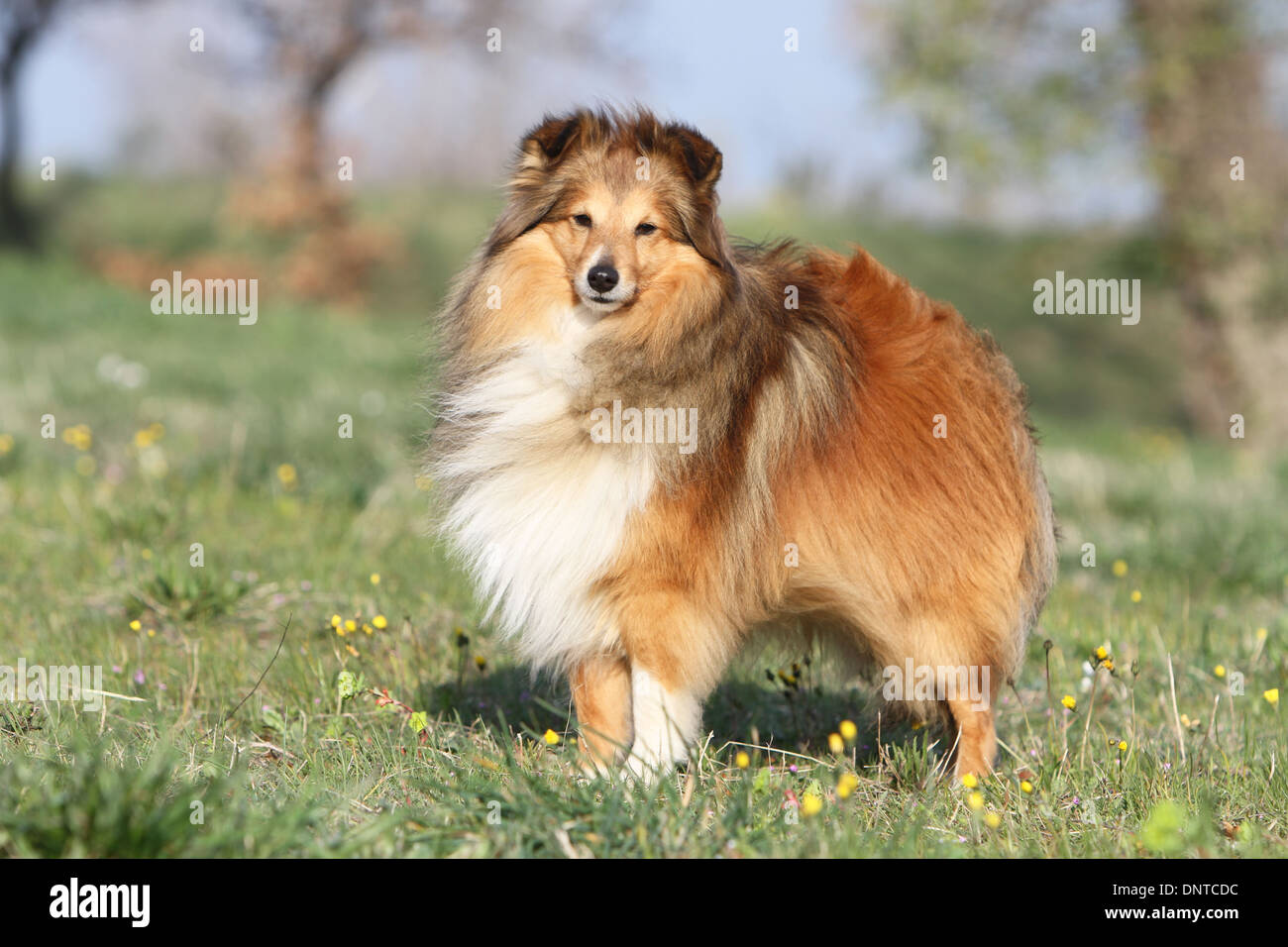 Shetland Sheepdog Hund / Sheltie / Erwachsenen stehen auf einer Wiese Stockfoto