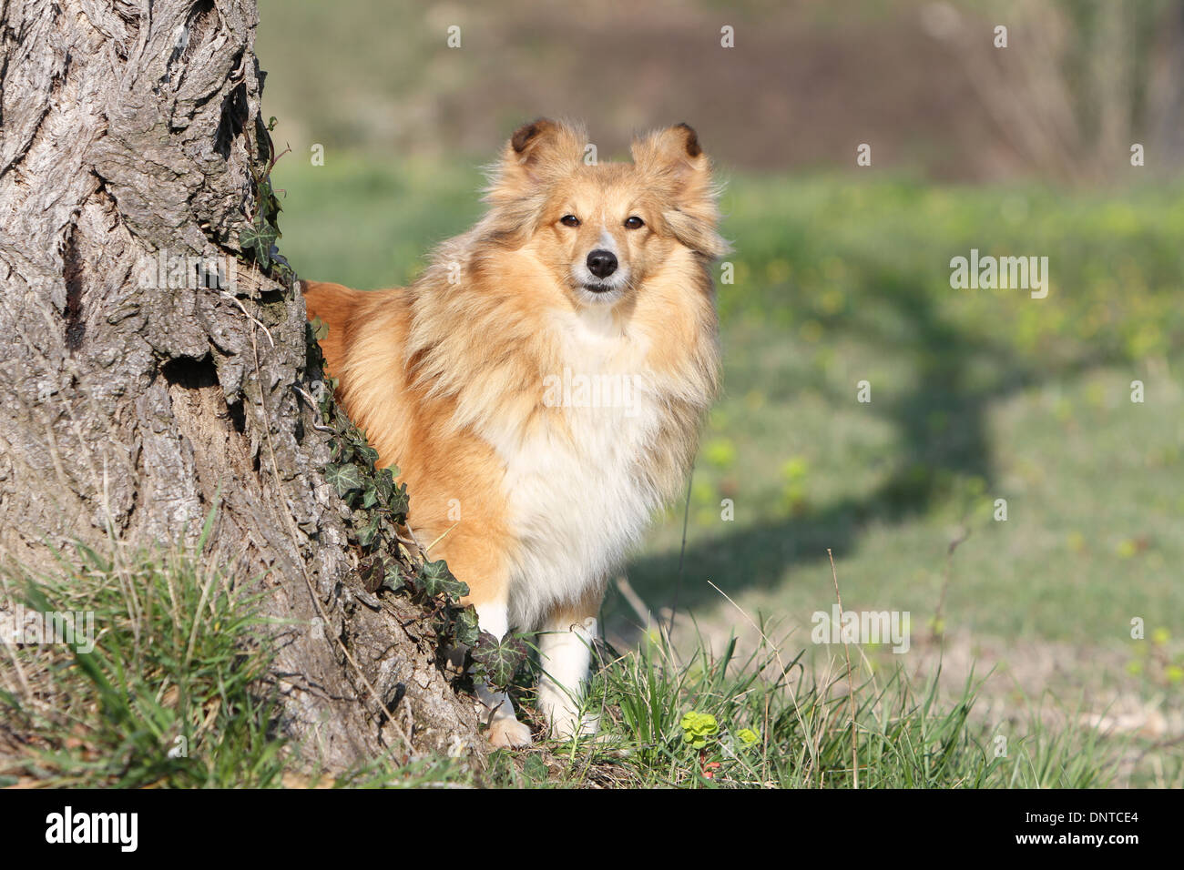 Shetland Sheepdog Hund / Sheltie / Erwachsenen stehen hinter einem Baum Stockfoto