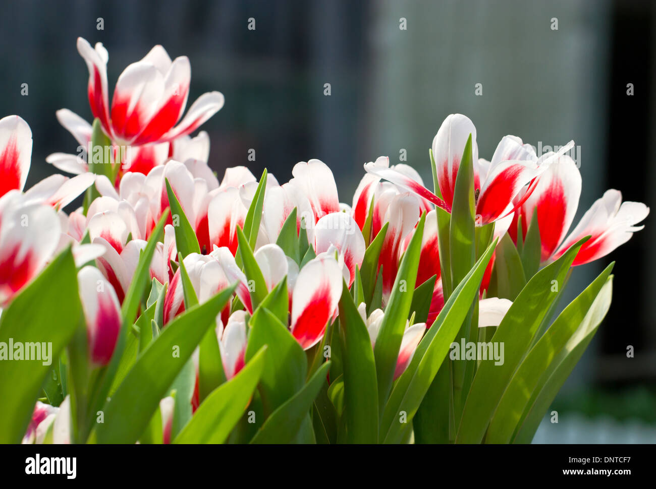 Rote weiße Tulpe Blumen Stockfoto