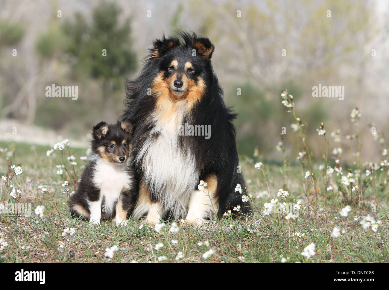 Shetland Sheepdog Hund / Sheltie / Erwachsene und Welpen sitzen auf einer Wiese Stockfoto