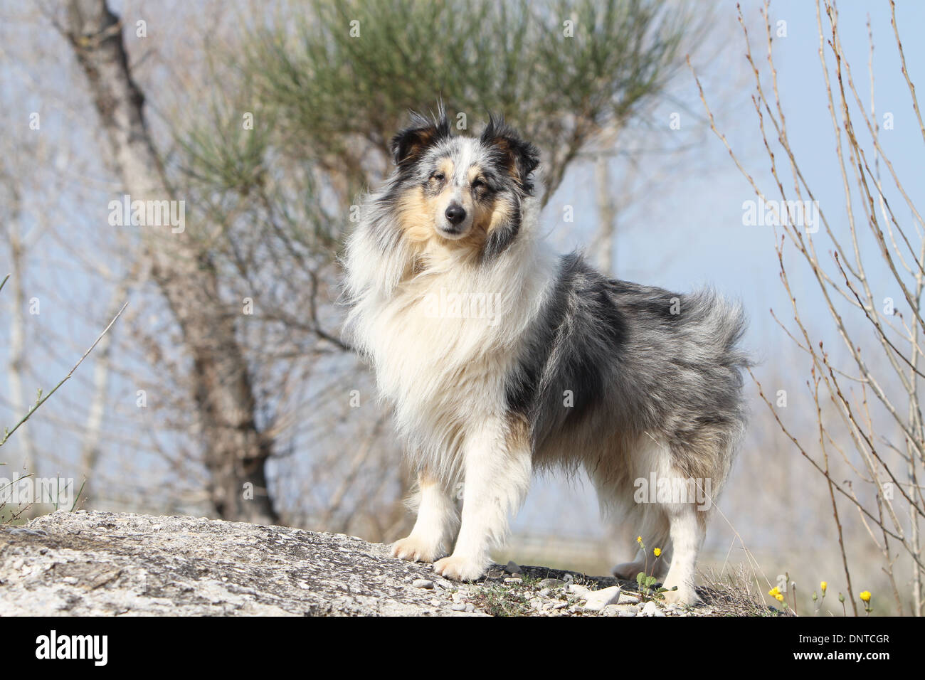 Shetland Sheepdog Hund / Sheltie / Erwachsenen auf einem Felsen steht Stockfoto