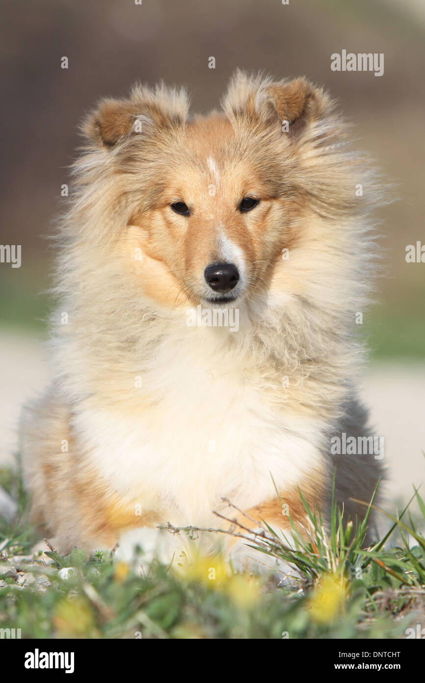 Shetland Sheepdog Hund / Sheltie / Erwachsene in einer Wiese liegen Stockfoto