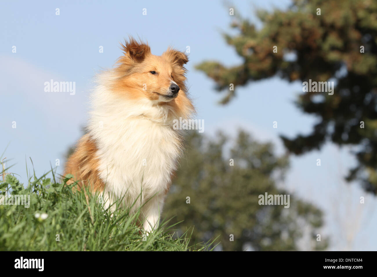 Shetland Sheepdog Hund / Sheltie / Erwachsene sitzen auf einer Wiese Stockfoto