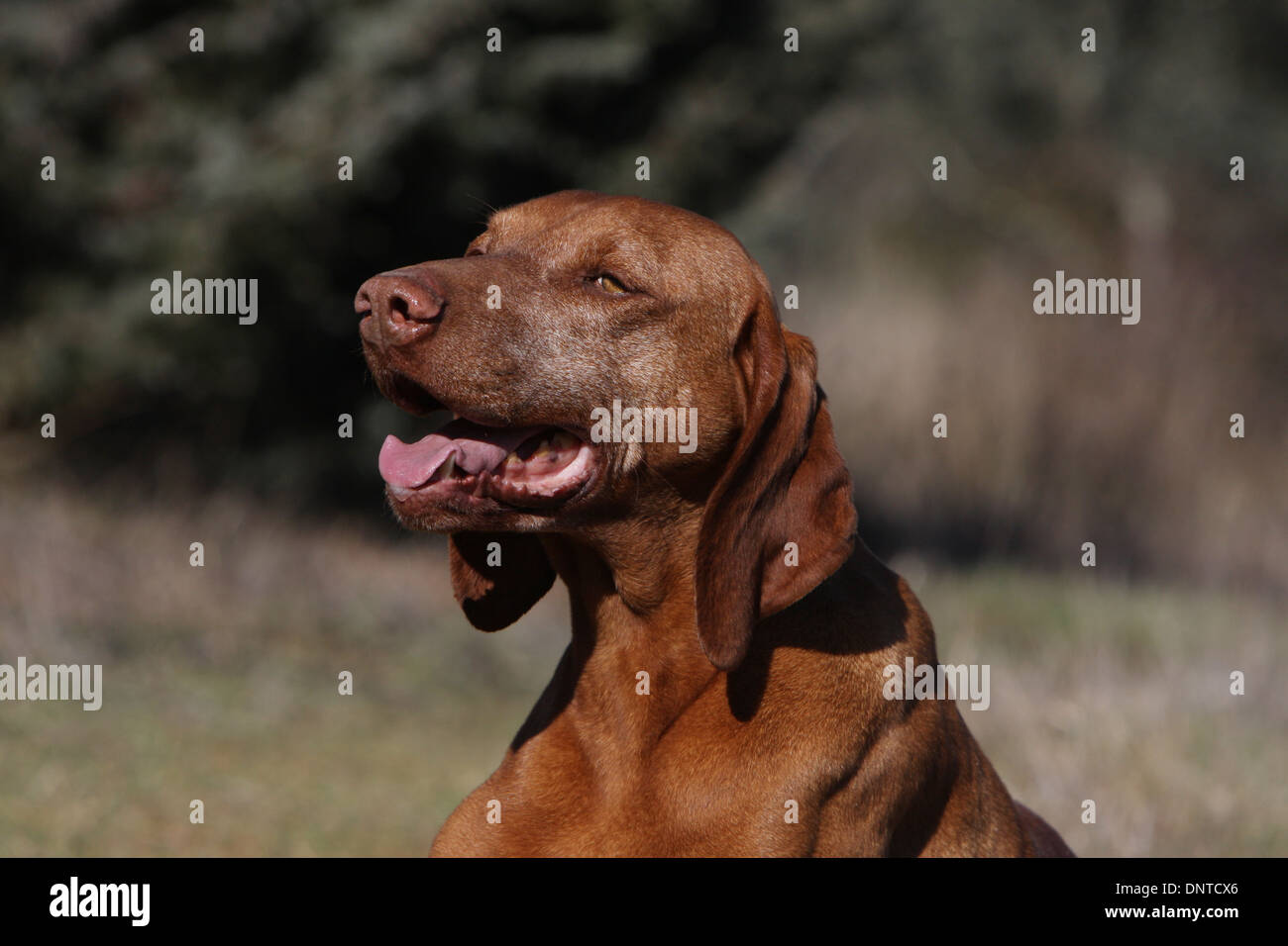 Vizsla Zeiger -Fotos Und -Bildmaterial In Hoher Auflösung