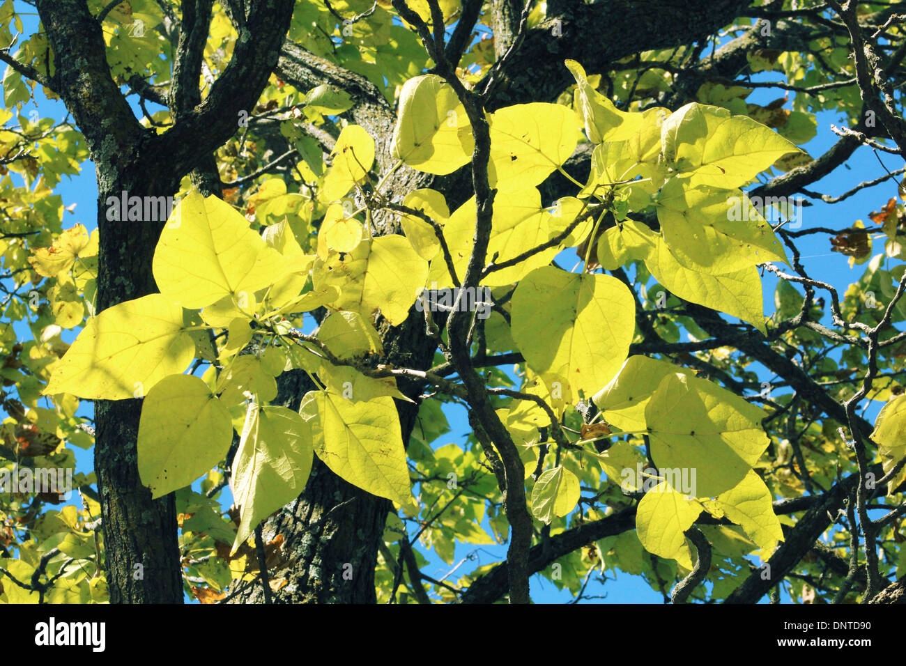 Farbe gelb Stockfoto