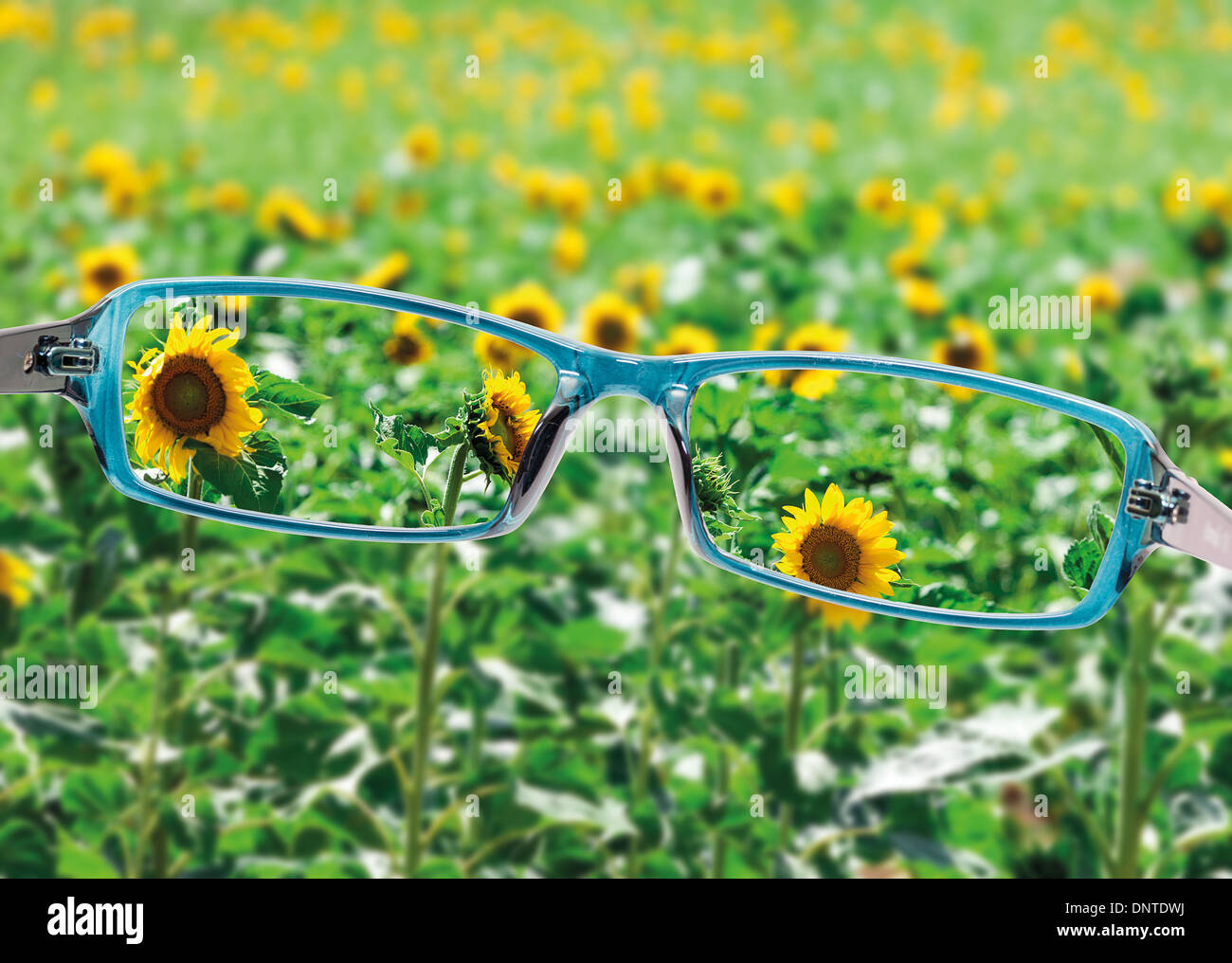 Blick vom Lesen Brillen auf schöne Natur, gesunde Sehkraft Konzept Stockfoto
