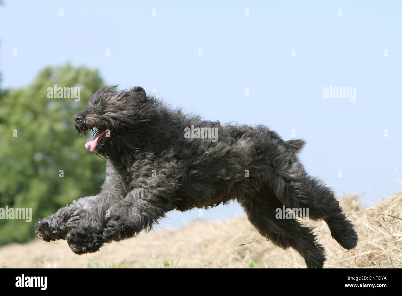 Bouvier des Flandres Hund / Flandern Cattle Dog Erwachsene springen auf einem Strohballen Stockfoto