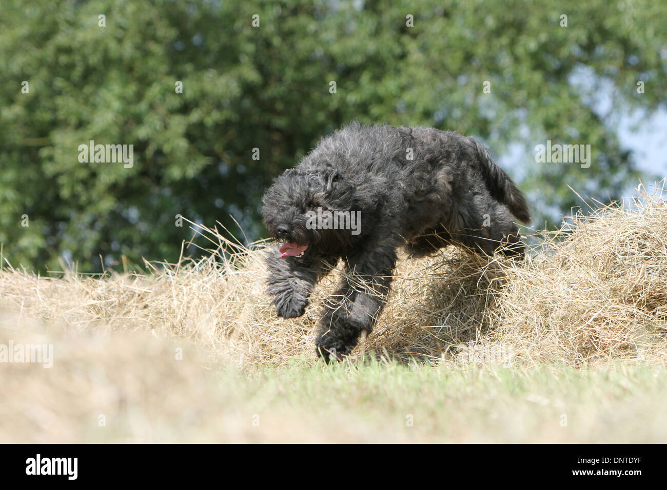 Bouvier des Flandres Hund / Flandern Cattle Dog Erwachsene springen auf einem Strohballen Stockfoto