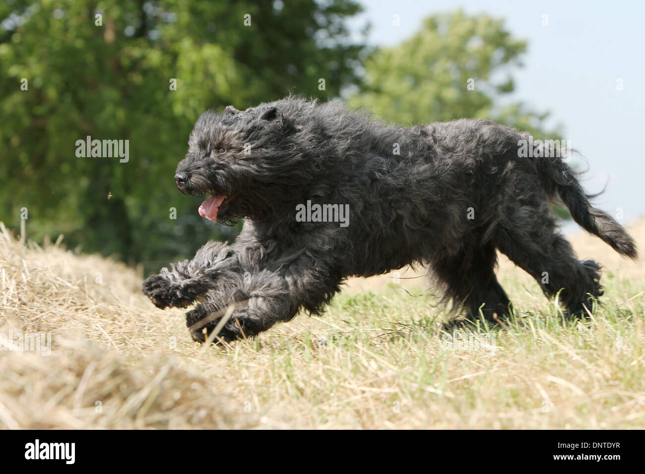 Bouvier des Flandres Hund / Flandern Cattle Dog Erwachsene springen auf einem Strohballen Stockfoto