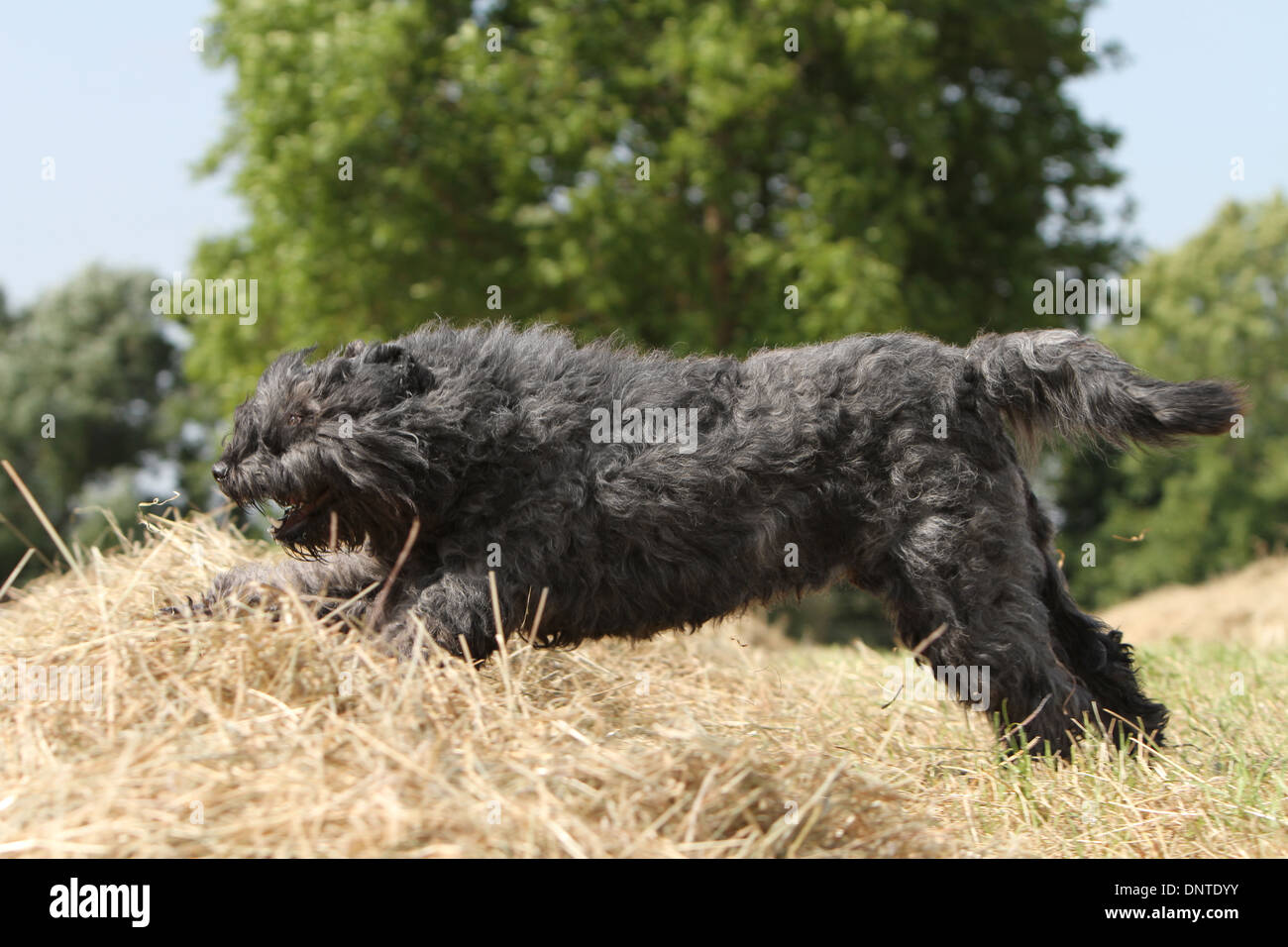 Bouvier des Flandres Hund / Flandern Cattle Dog Erwachsene springen auf einem Strohballen Stockfoto