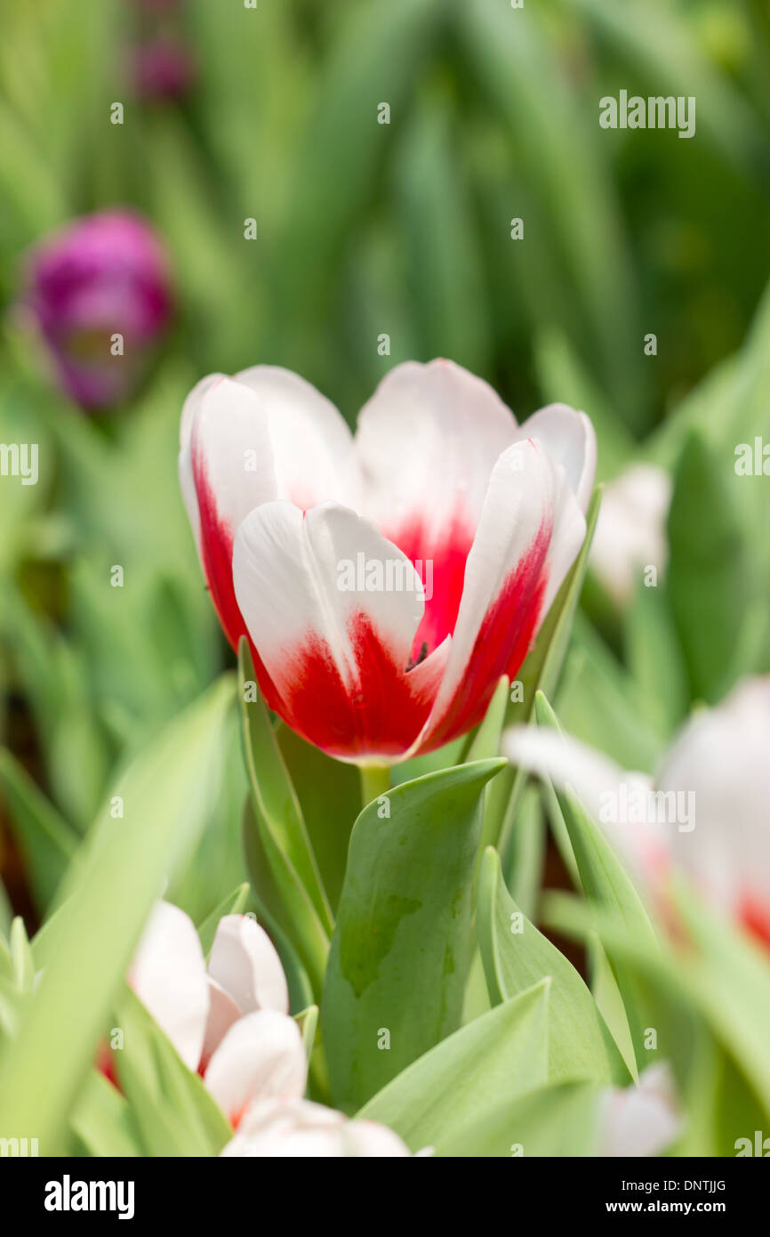 Rote weiße Tulpe Blumen Stockfoto