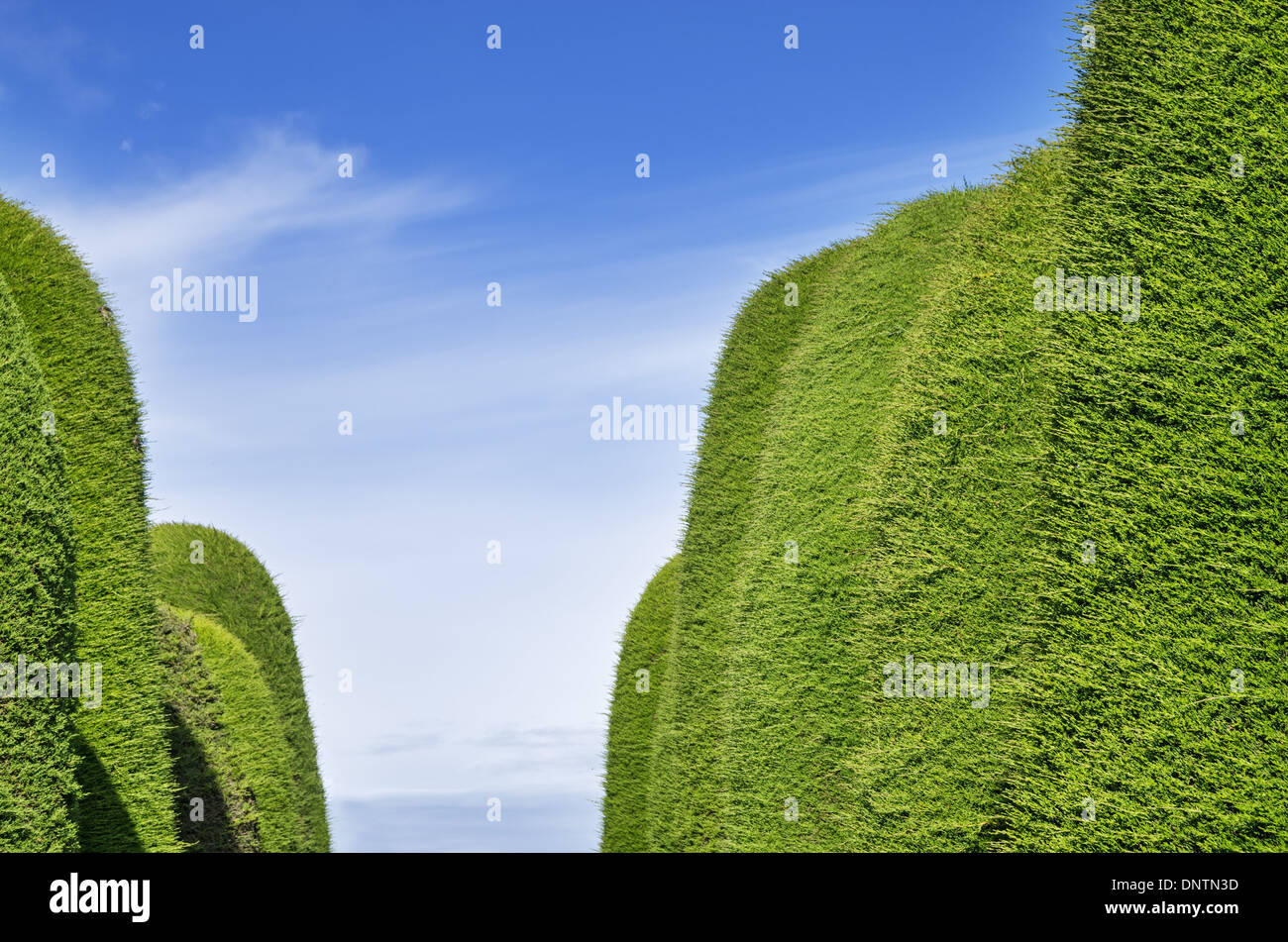 grüner Wacholder Hedge-Gang mit Himmelshintergrund Stockfoto