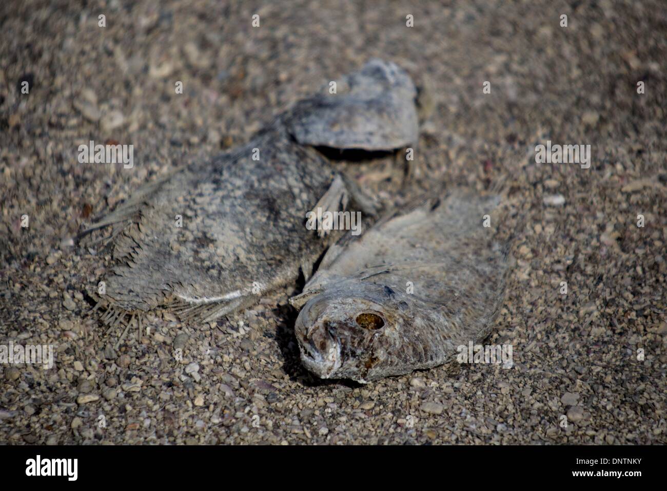 (140106) - LOS ANGELES, 6. Januar 2014 (Xinhua)--Tote Fische am Ufer des the Salton Sea in Bombay Beach, Kalifornien, 4. Januar 2014 gelten. Im März 2012 bestätigte der oberste Gerichtshof von Kalifornien eine massive Wasser-Transfer-System, die wahrscheinlich die landwirtschaftliche Abfluss abgeschnitten würde, die füllt die Kaliforniens größten See, the Salton Sea. Wenn der See trocknet, Befürworter Umweltschützer und Gesundheit Angst kick it giftigen Staub geschnürt mit Selen und Arsen, die in ganz Südkalifornien ausbreiten könnte. (Xinhua/Zhao Hanrong) (Bxq) Stockfoto