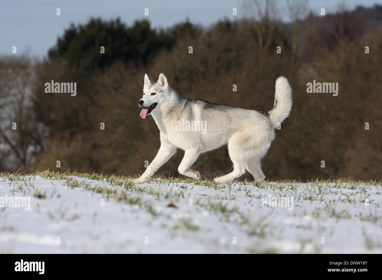 Hund, Siberian Husky / Erwachsene laufen im Schnee Stockfoto