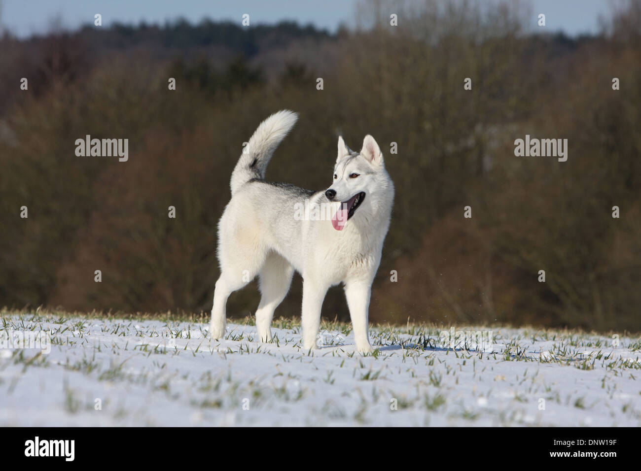 Hund Siberian Husky / Erwachsene stehen im Schnee Stockfoto
