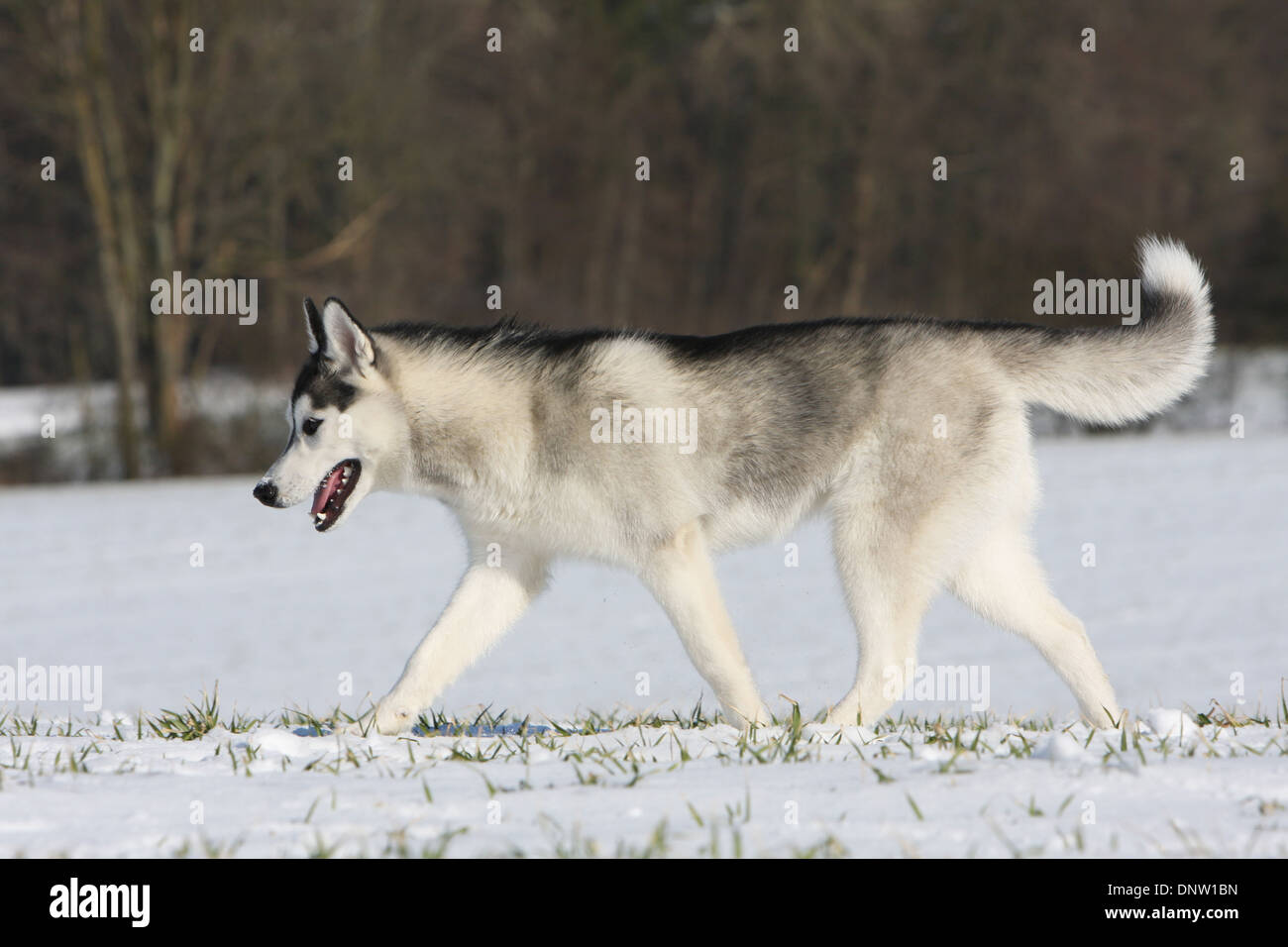 Hund Siberian Husky Erwachsenen Wandern im Schnee Stockfoto