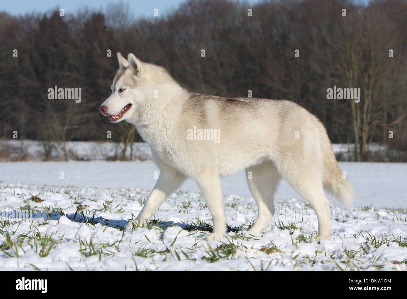 Hund, Siberian Husky / Erwachsene Wandern im Schnee Stockfoto