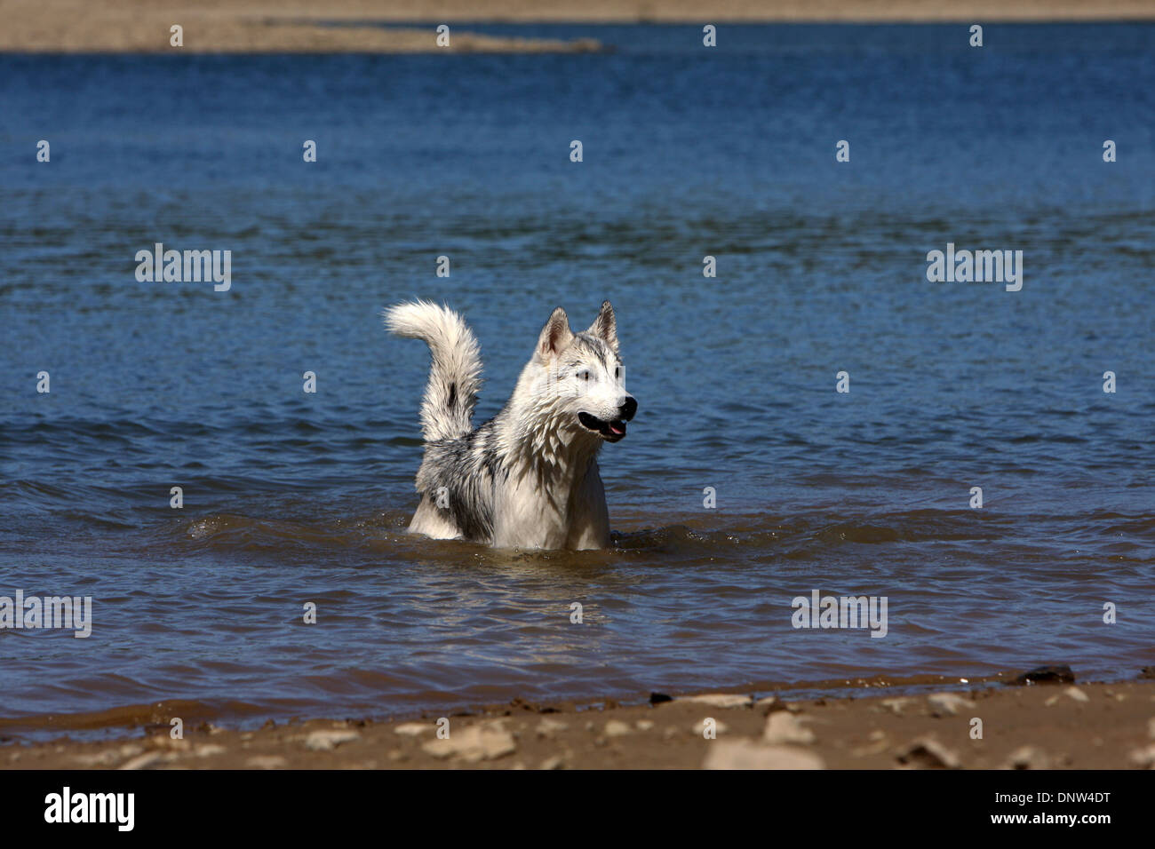 Siberian Husky / Erwachsene stehen in einem See Hund Stockfoto