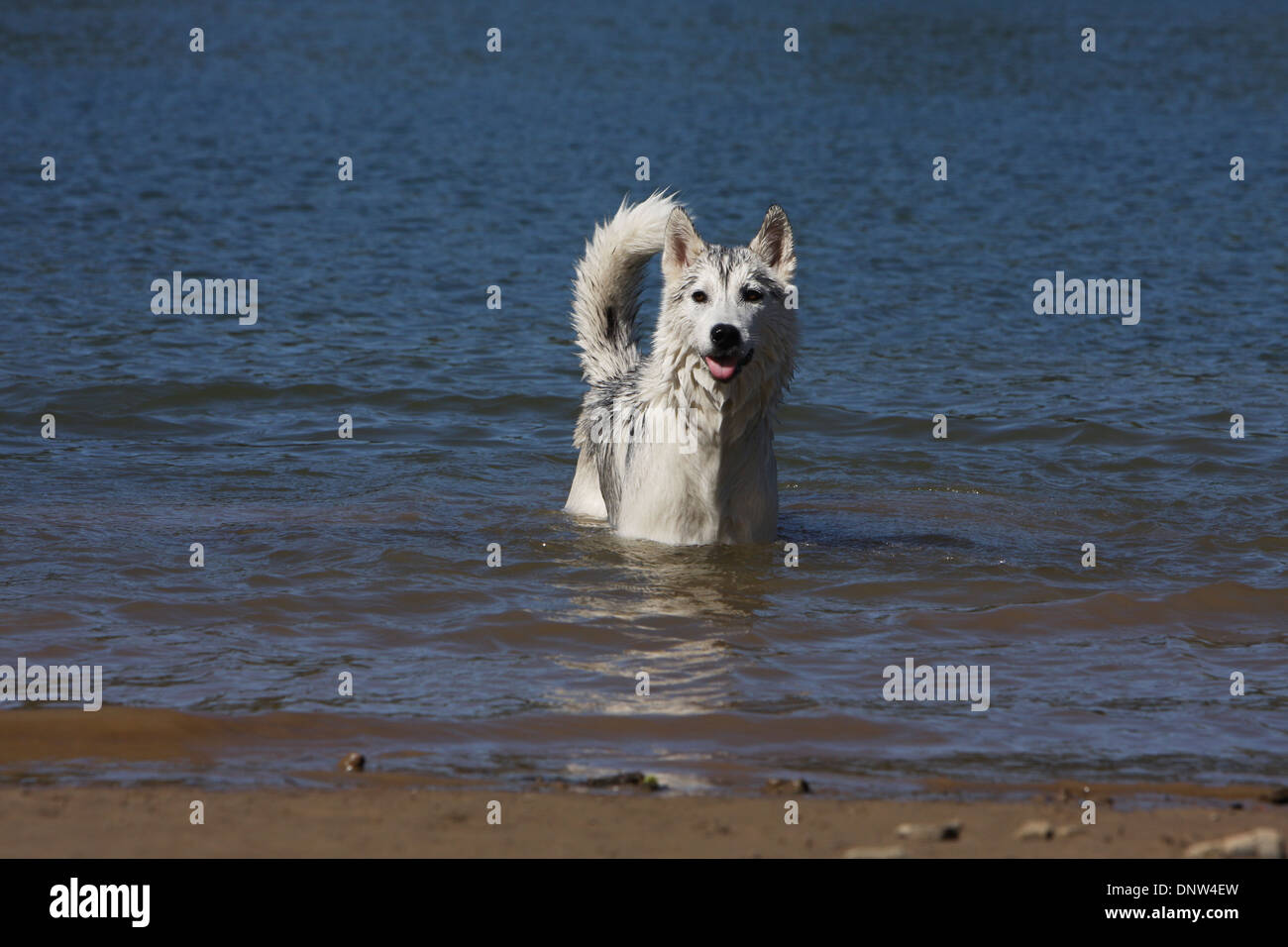 Siberian Husky / Erwachsene Schleifen in einem See Hund Stockfoto