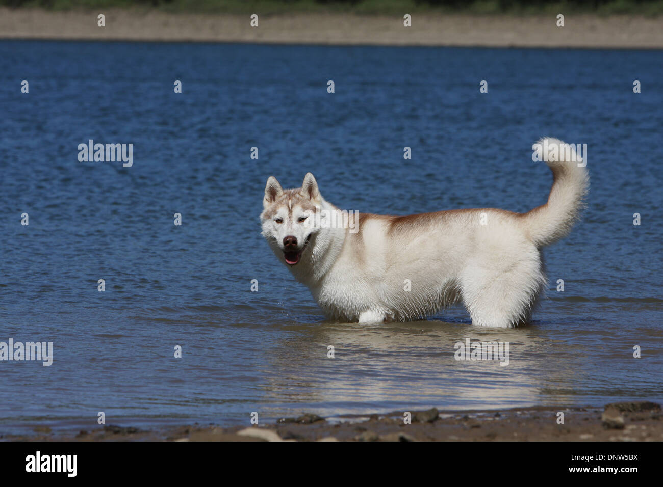 Siberian Husky Hund / Erwachsene in einem See Stockfoto
