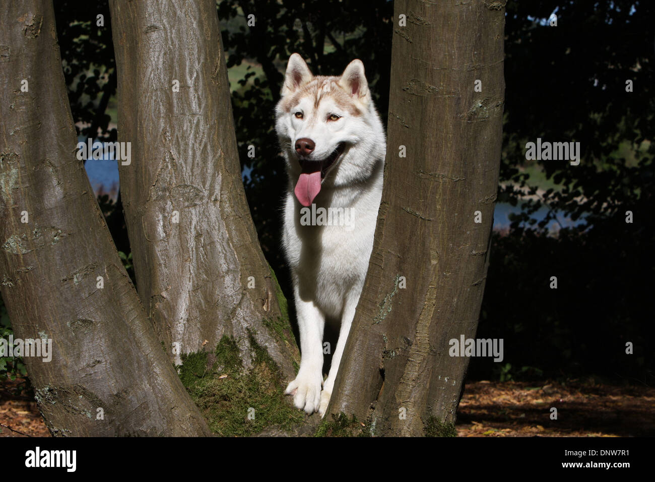 Hund Siberian Husky / Erwachsene stehen in einem Baum Stockfoto