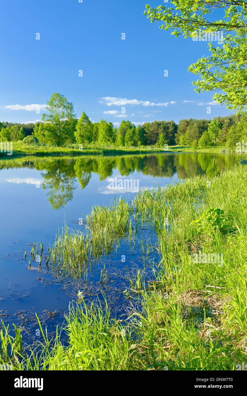 Sonnige Landschaft mit der Narew geflochten Fluss und grünen Bäumen. Masowien, Polen. Stockfoto