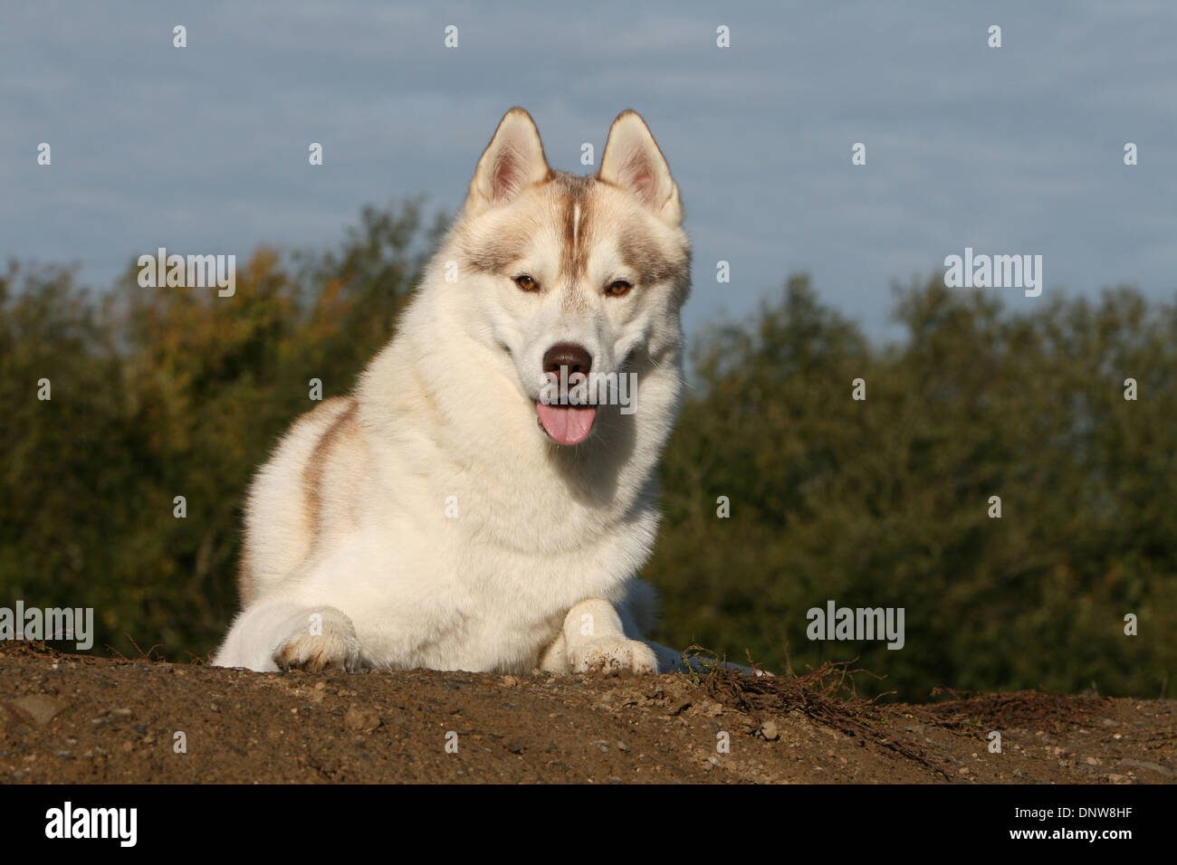 Hund, Siberian Husky / Erwachsene in einer Wiese liegen Stockfoto