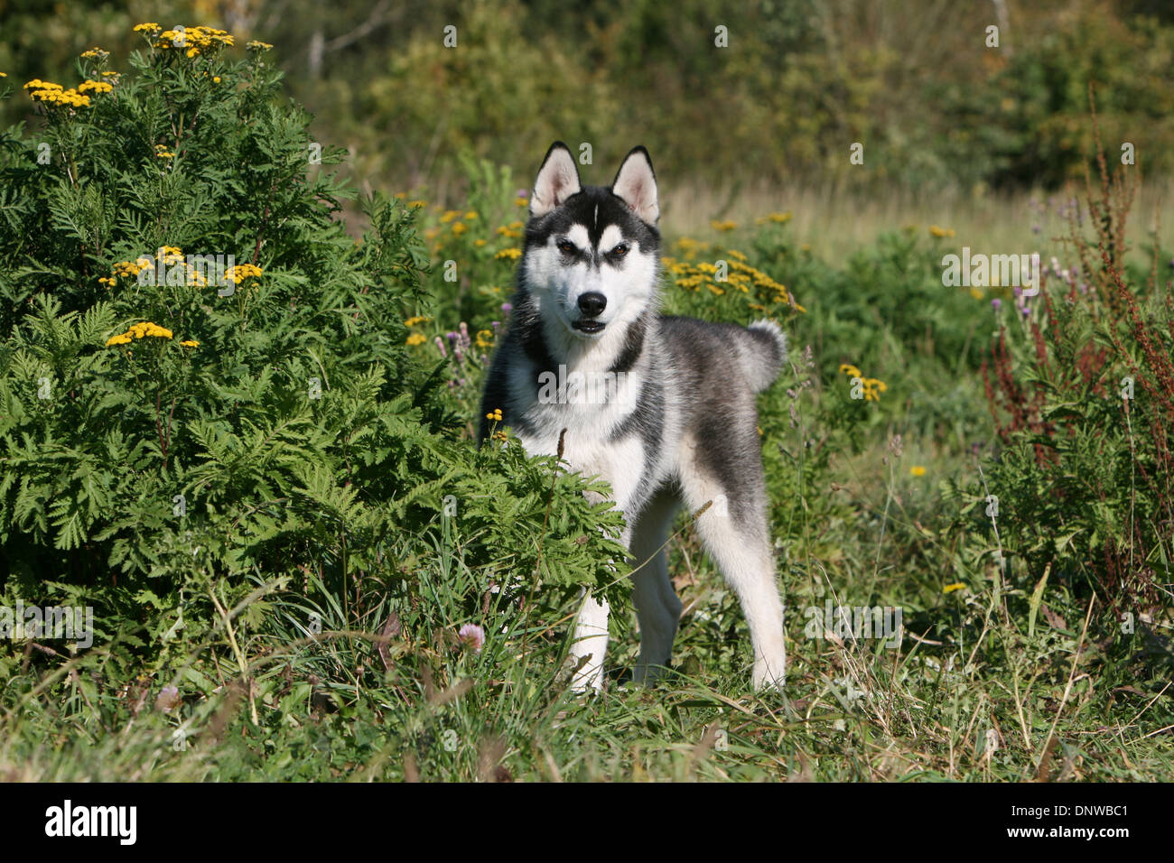 Hund Siberian Husky / Erwachsene stehen auf einer Wiese Stockfoto