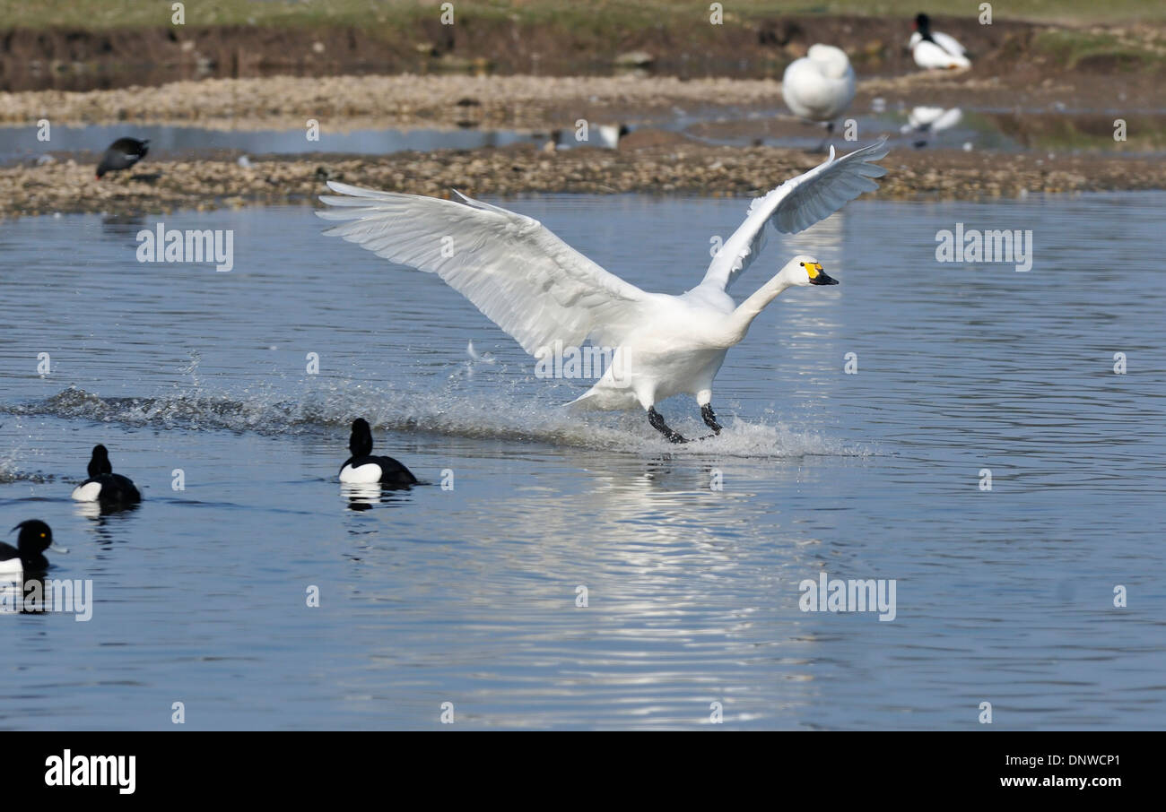 Bewick ´s Schwan oder Tundra-Schwan - Cygnus Bewickii Landung auf See Stockfoto