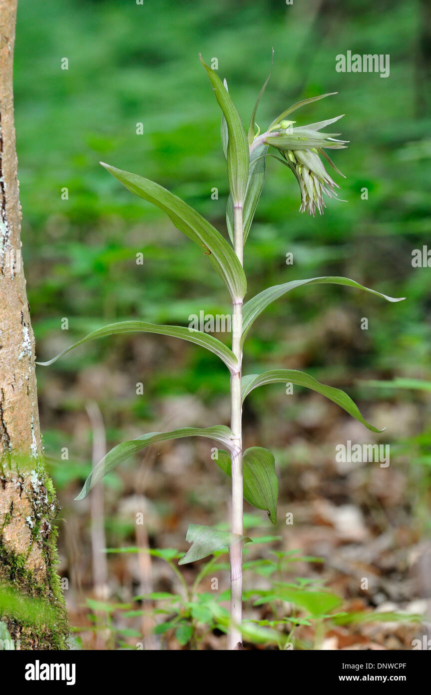 Violette Helleborine - Epipactis Purpurata ungeöffnete Blütenstand Stockfoto