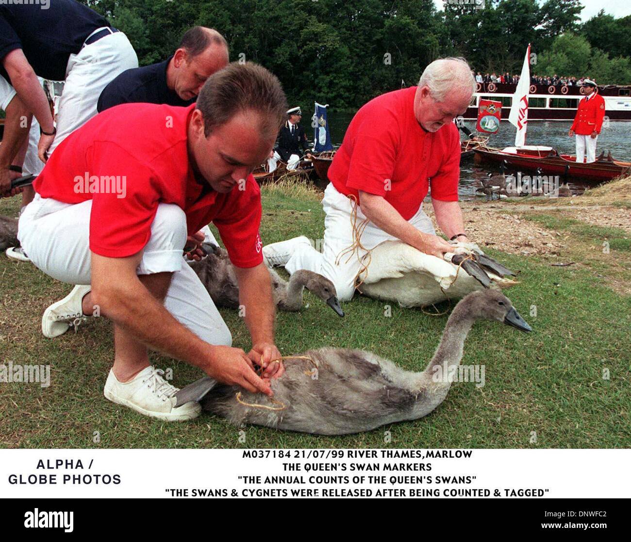 21. Juli 1999 - Harlow, Großbritannien - 21.07.99 Themse, HENLEY. Der QueenÃ•s Swan Marker auf der Themse, Marlow, Rinden, Mittwoch, 21. Juli 1999, während Swan Upping - die jährliche Anzahl der Schwäne der Königin. Die Schwäne und Cygnets wurden zurück in den Fluss nachdem er freigelassen, gezählt und getaggt. (Kredit-Bild: © Globe Photos/ZUMAPRESS.com) Stockfoto