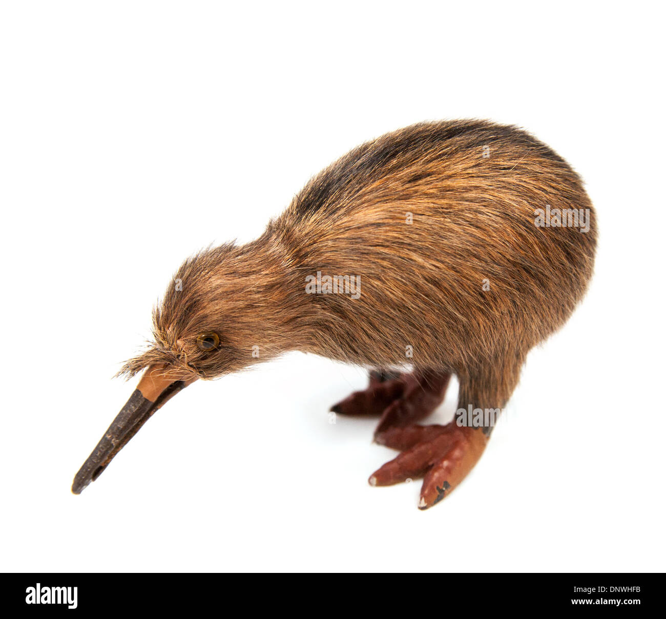 Kiwi-Vogel-Spielzeug auf dem weißen Hintergrund isoliert Stockfoto