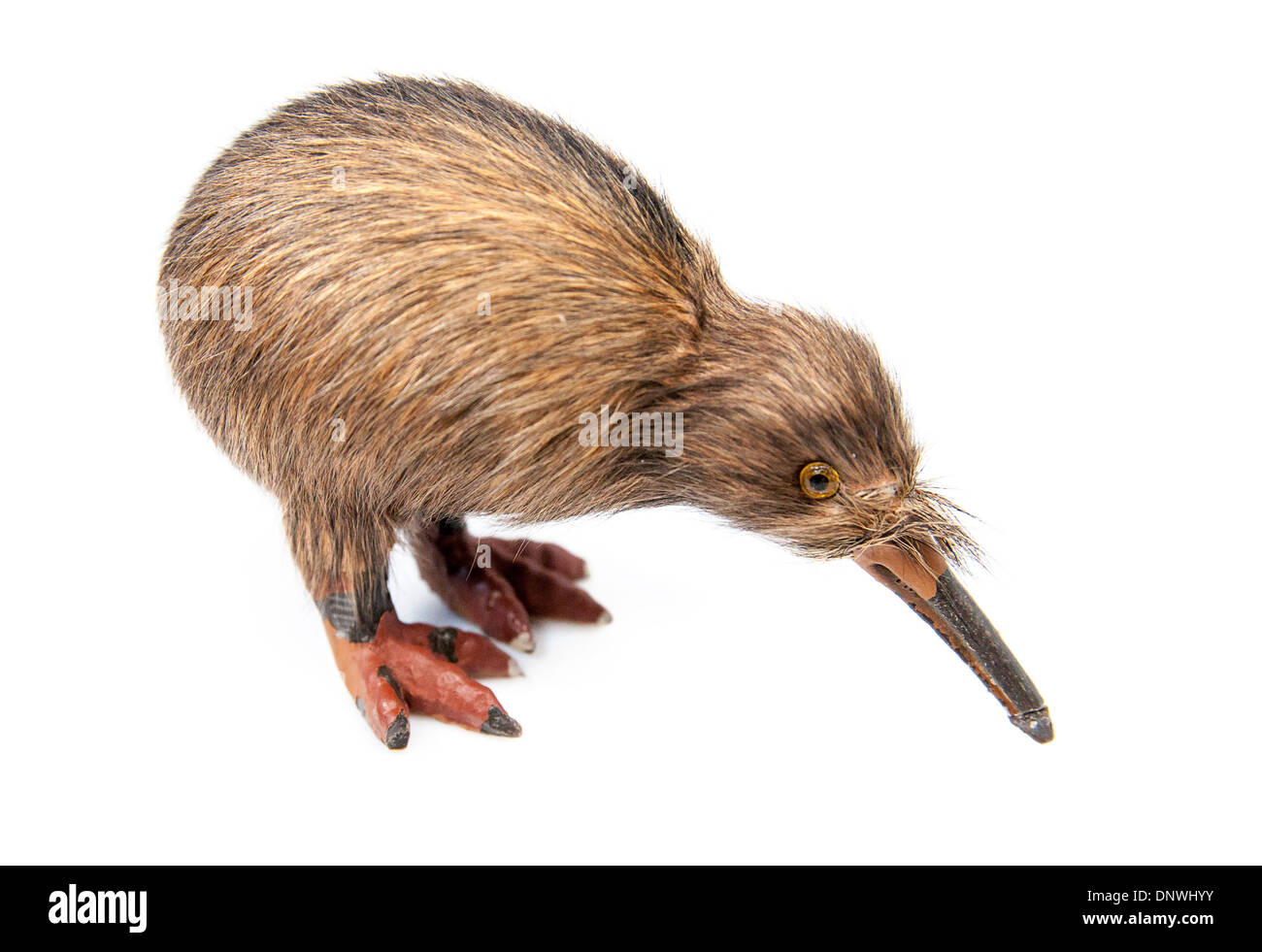 Kiwi-Vogel-Spielzeug auf dem weißen Hintergrund isoliert Stockfoto