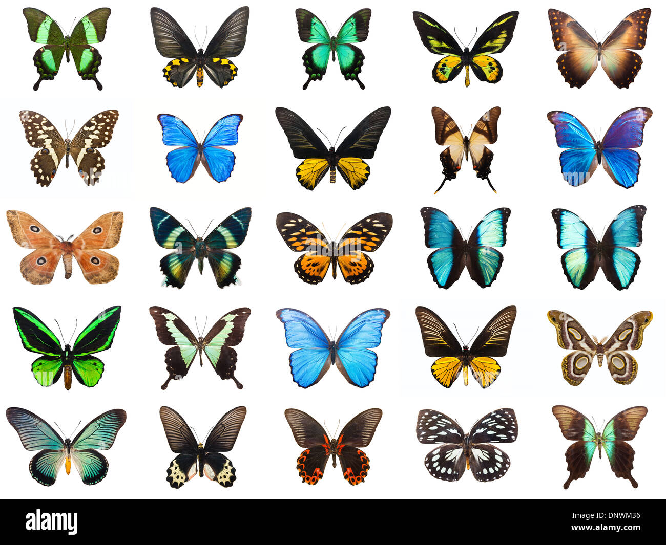Tropische Schmetterlinge Stockfoto