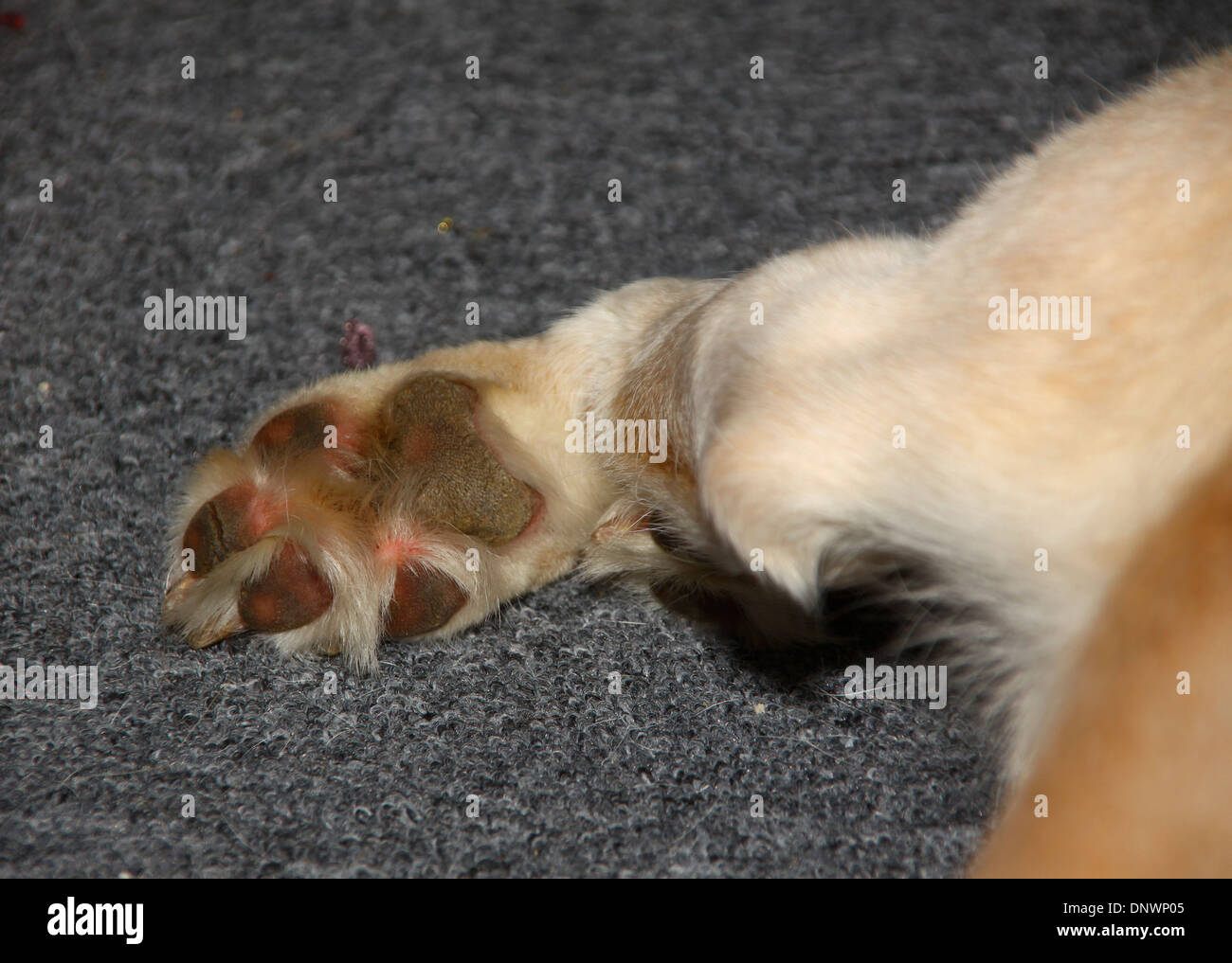 Hund Pfoten nah oben liegend auf Teppich Stockfotografie - Alamy