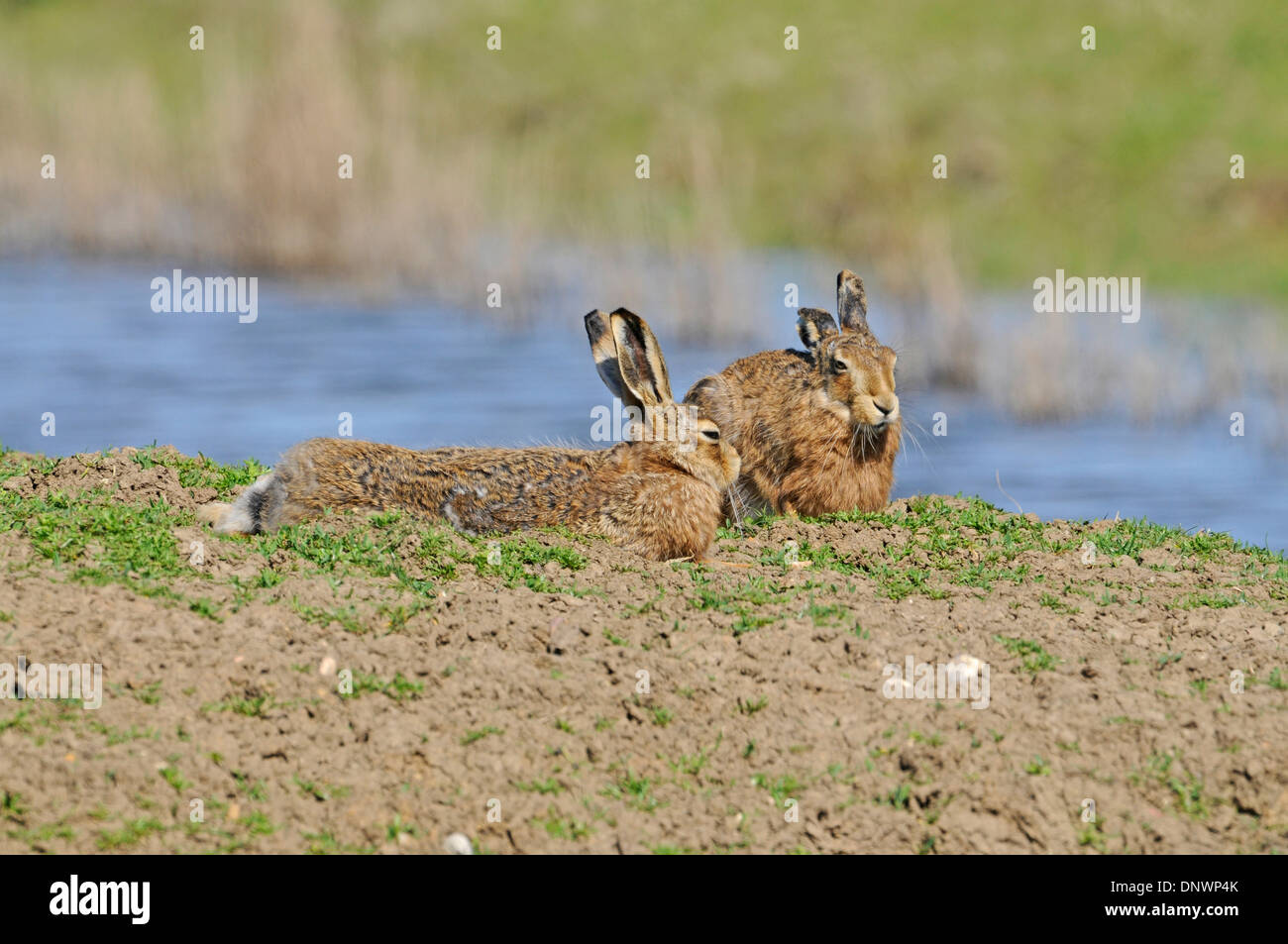 Feldhase (Lepus Europaeus). Manchmal auch bekannt als der Feldhase. Paar im Frühjahr. Stockfoto