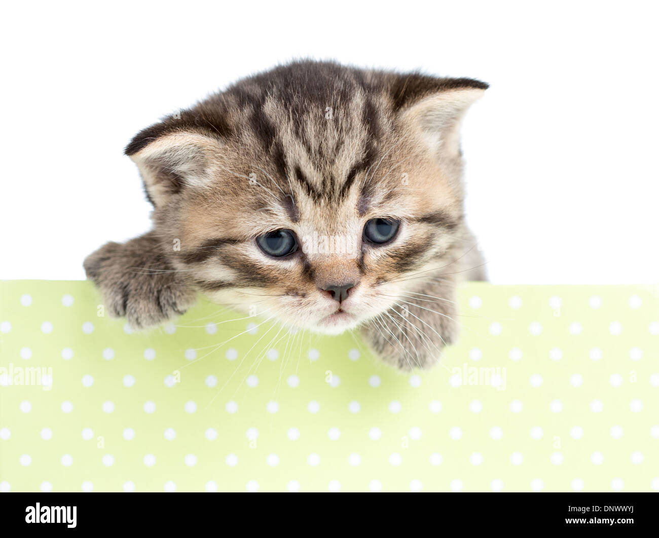 Kitten Katze im Karton isoliert Stockfoto